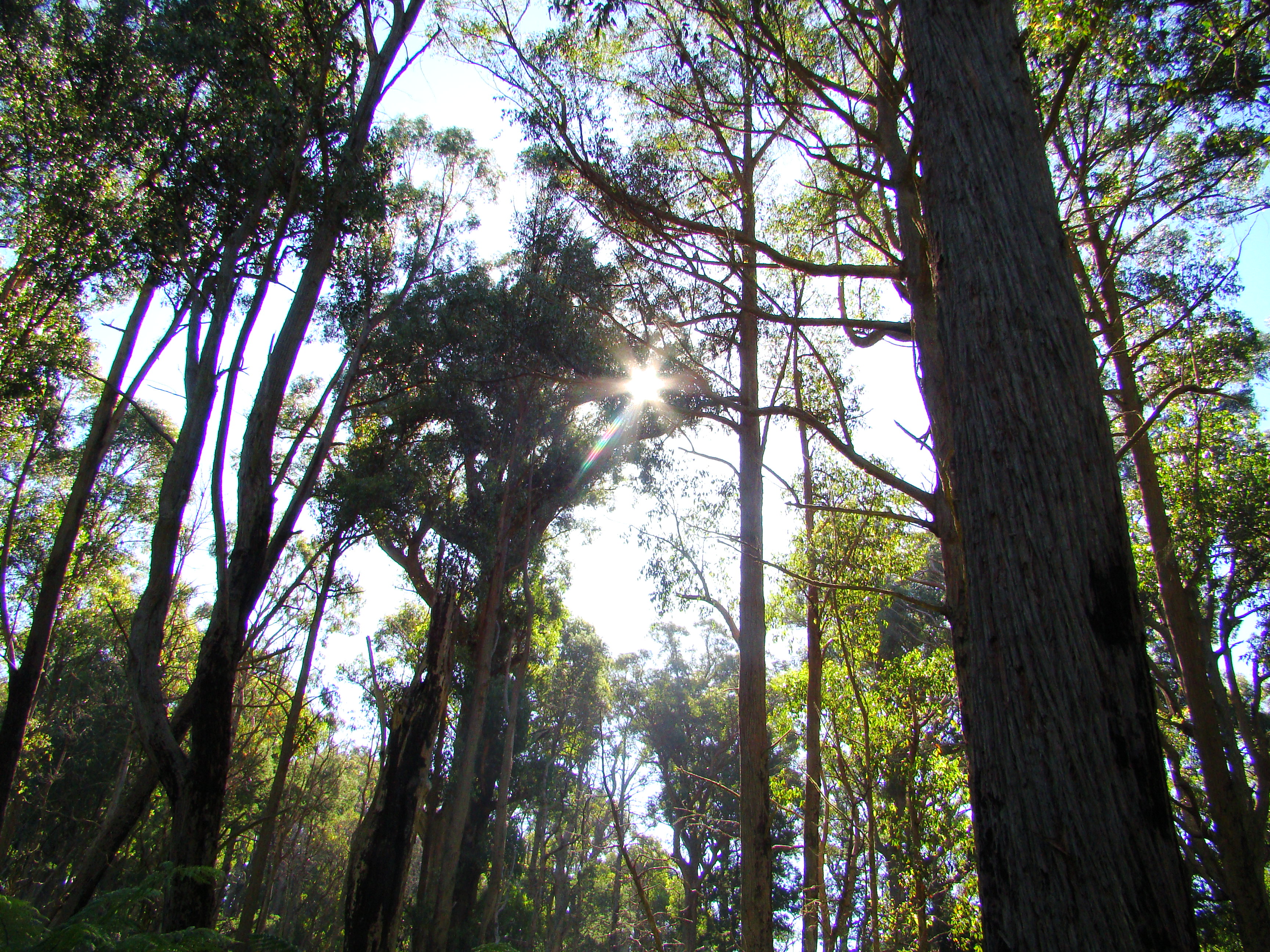Sunlight through tall eucalypt forest exploring Orbost